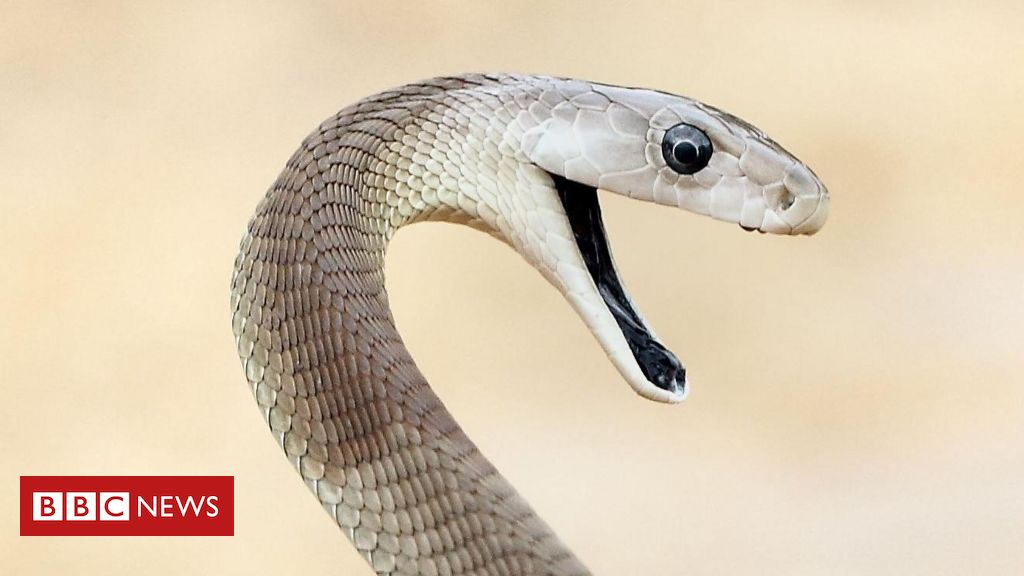 O 'incomparável' antídoto contra veneno de cobra feito a partir de homem picado 200 vezes
