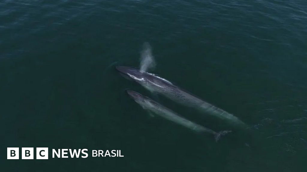A inesperada volta de baleias azuis ao 'refúgio' onde foram exterminadas