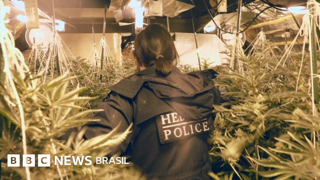 Como bares e lojas do Reino Unido estão virando plantações de maconha