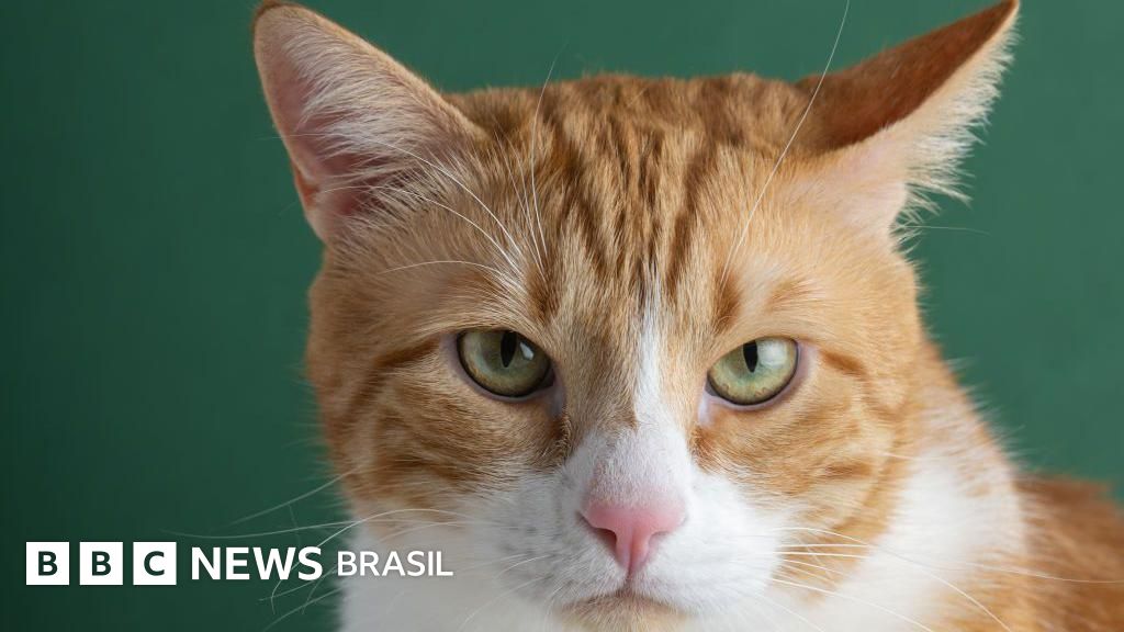 Como cientistas finalmente resolveram mistério da existência de gatos laranjas