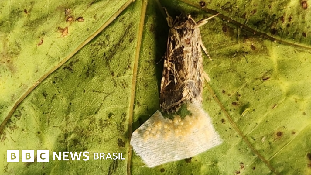 Animais reagem a sons 'secretos' de plantas, revela pesquisa