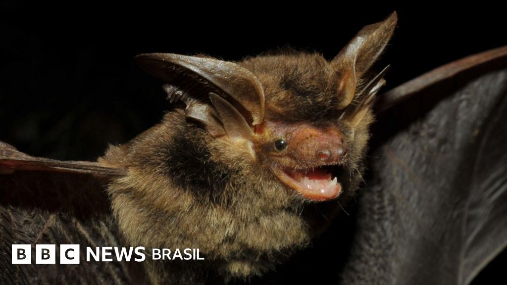 Morcego 'brasileiro' é reencontrado depois de ficar mais de um século desaparecido