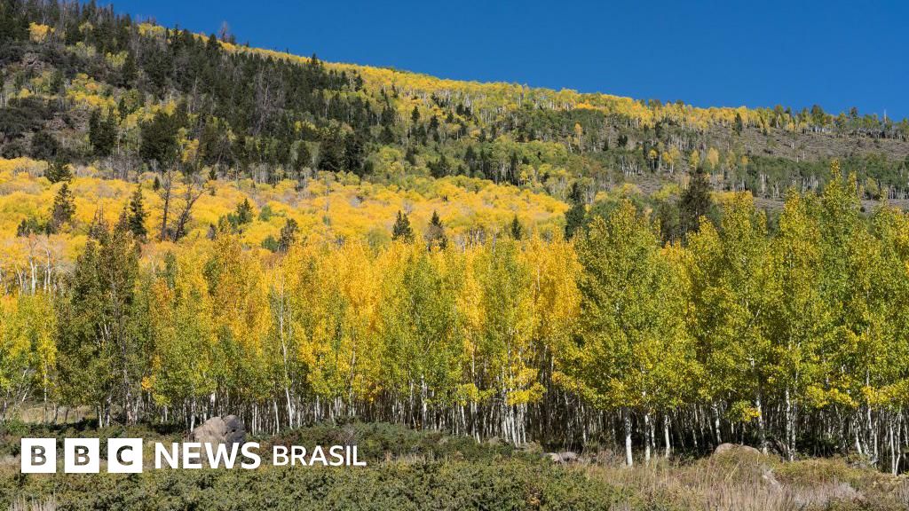 Pando, a árvore de 40 hectares considerada um dos seres vivos mais antigos e pesados do mundo