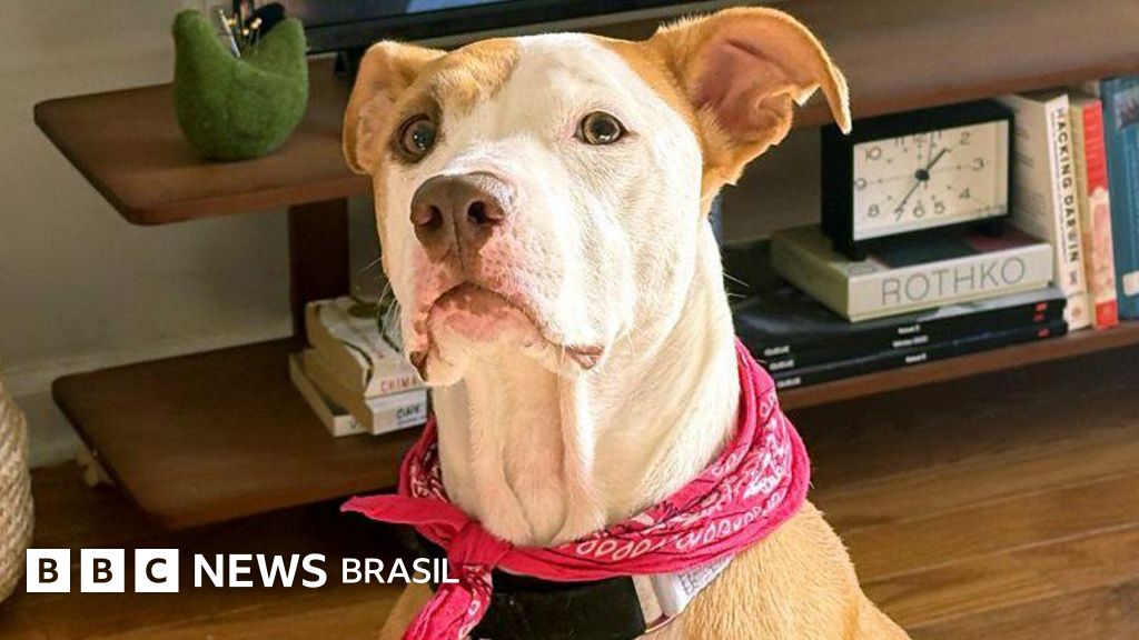 A música acalma os animais?