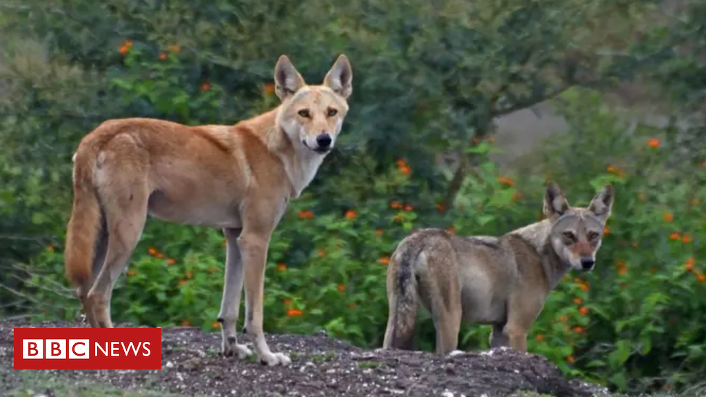 As espécies ancestrais de lobos que podem desaparecer para sempre