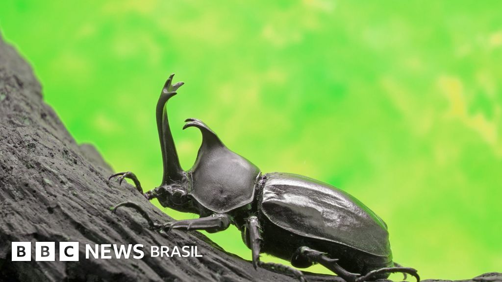 A fascinante vida sexual dos insetos