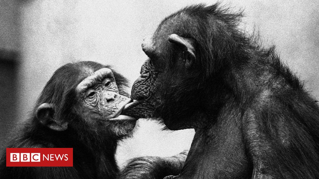 Cientistas descobrem que 72% dos macacos machos são bissexuais