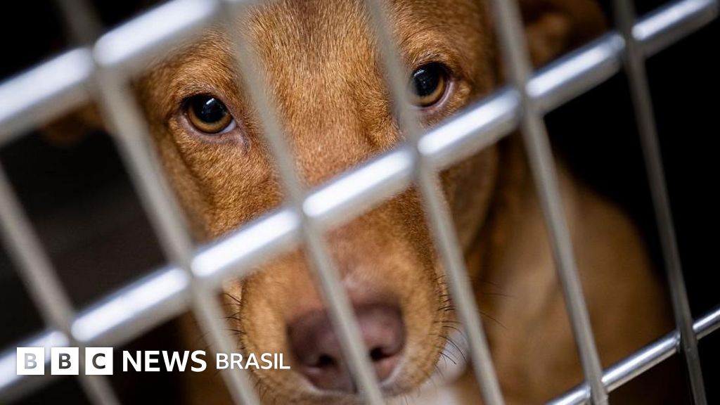 Os grupos que estimulam violência contra cães e gatos na internet: 'Só vale se o animal sofrer muito para morrer'