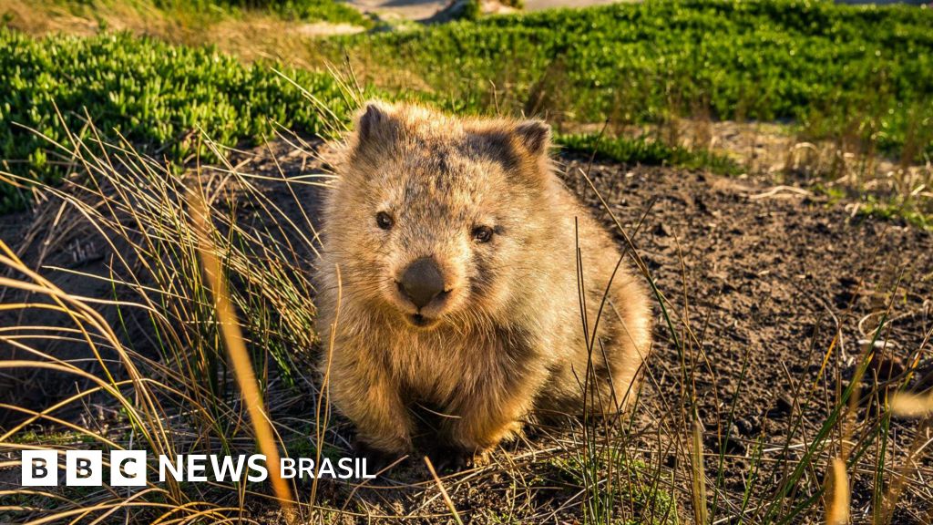 Investigador paranormal e passeador de marsupial: Tasmânia faz ofertas de trabalho inusitadas para atrair turistas