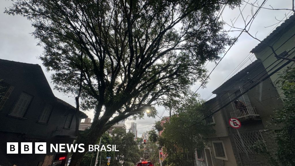 As árvores marcadas para morrer — e matar — em SP