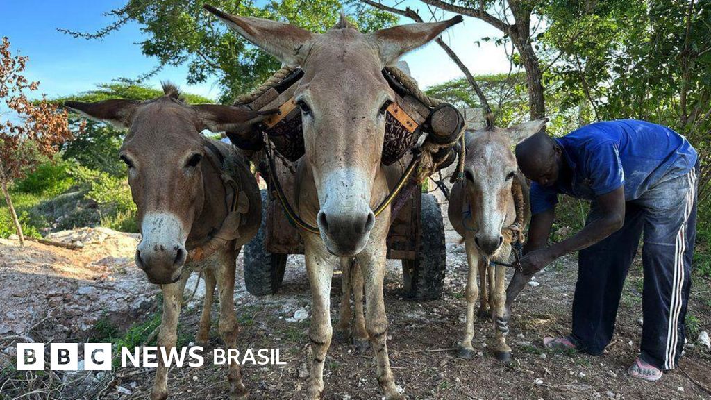 Os milhões de burros mortos todos os anos para produzir remédio tradicional