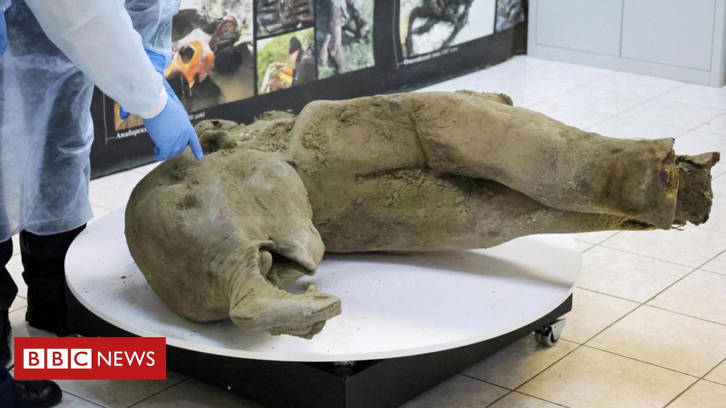 Os incríveis restos preservados de bebê mamute de 50 mil anos