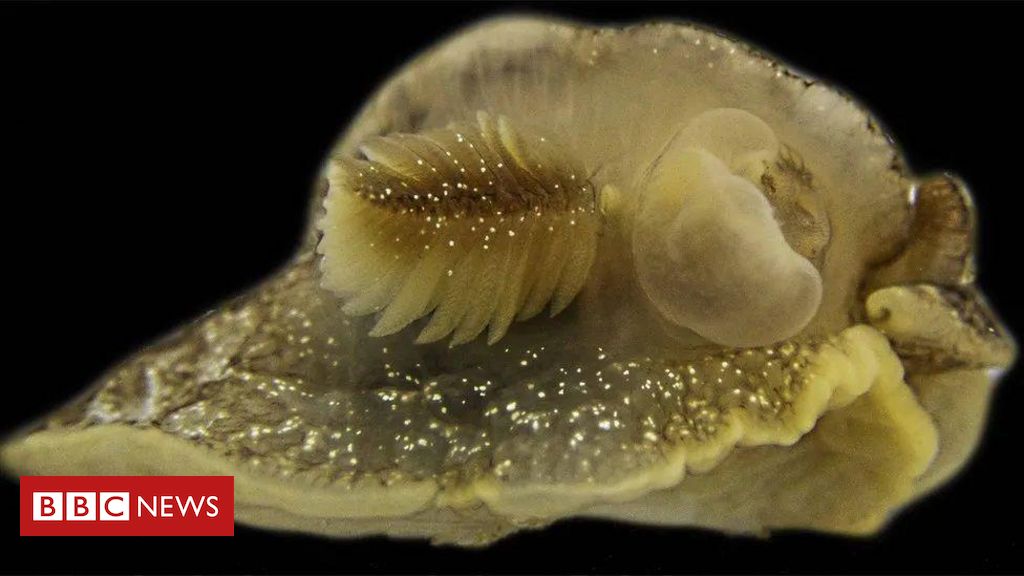 La misteriosa criatura marina descubierta por científicos frente a la costa británica