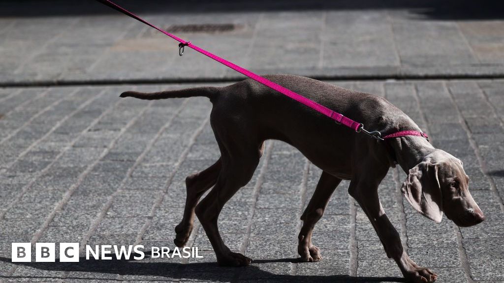 O país onde você pode ser preso por passear na rua com seu cachorro