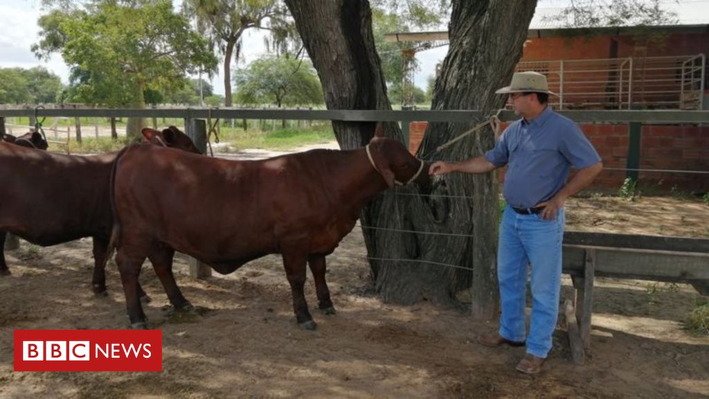 Cavalo usa 'estratégia inteligente' para fugir do curral e vídeo se torna  viral nas redes sociais – Metro World News Brasil