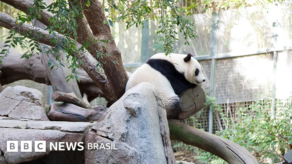 Como a China usa pandas para ter influência internacional