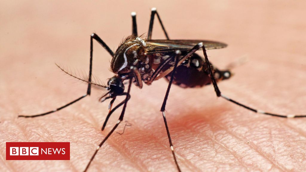 Como mosquito egípcio chegou ao Brasil e matou 10 mil pessoas - BBC News  Brasil