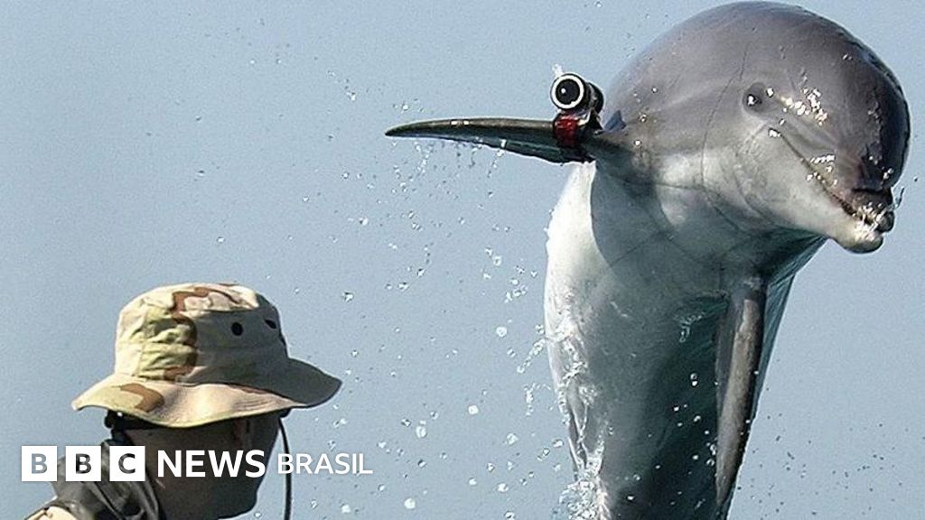 A história dos golfinhos suicidas treinados na União Soviética que o Irã comprou da Ucrânia