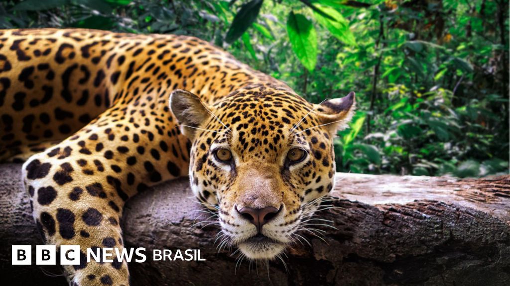 Os mapas sonoros que protegem onça-pintada de caçadores ilegais