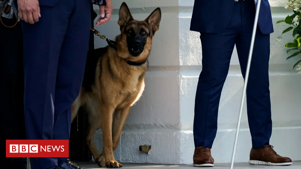 Commander, o cachorro de Joe Biden 'acusado' de morder agentes do Serviço Secreto ao menos 24 vezes