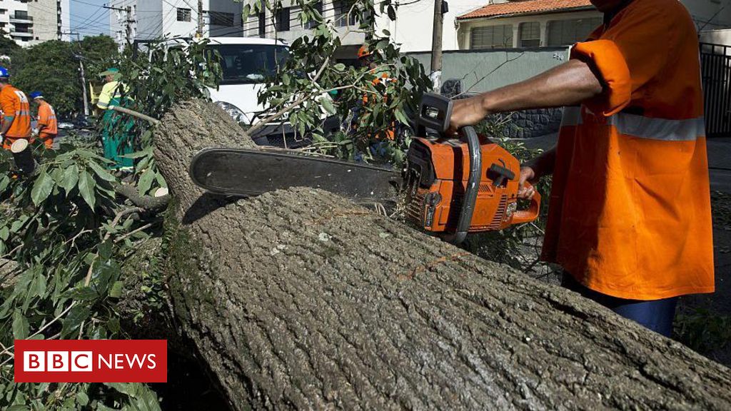 Árvores não são vilãs do apagão, é Prefeitura de São Paulo que faz 'poda mutiladora', diz botânico