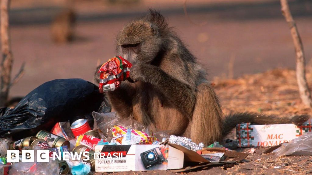 Os animais que estão invadindo cidades atrás de lixo