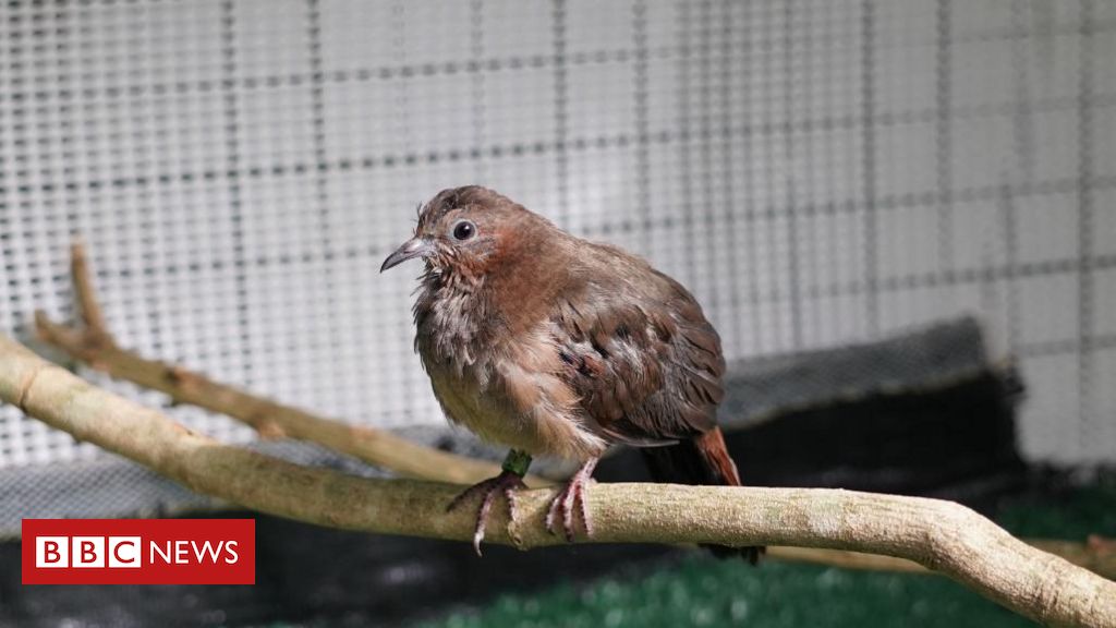 Dia dos Animais: 4 espécies raras vistas na Reserva Biológica