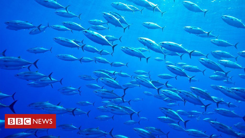 A corrida para salvar o peixe mais caro do mundo das mudanças climáticas