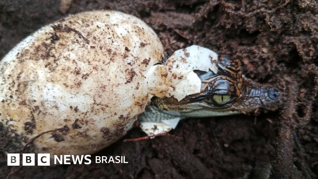 A espécie de crocodilo que voltou da beira da extinção