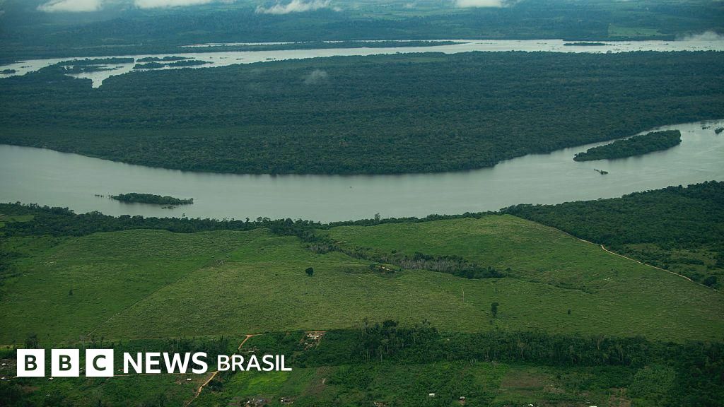 Nova lei no Brasil pode aumentar desmatamento da Amazônia, alerta especialista da ONU