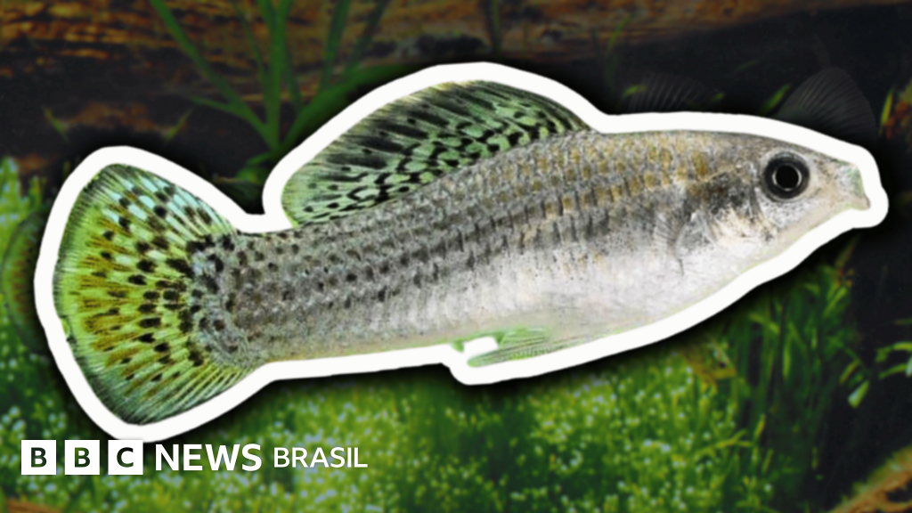 A espécie de peixe que vive sem machos há 100 mil anos