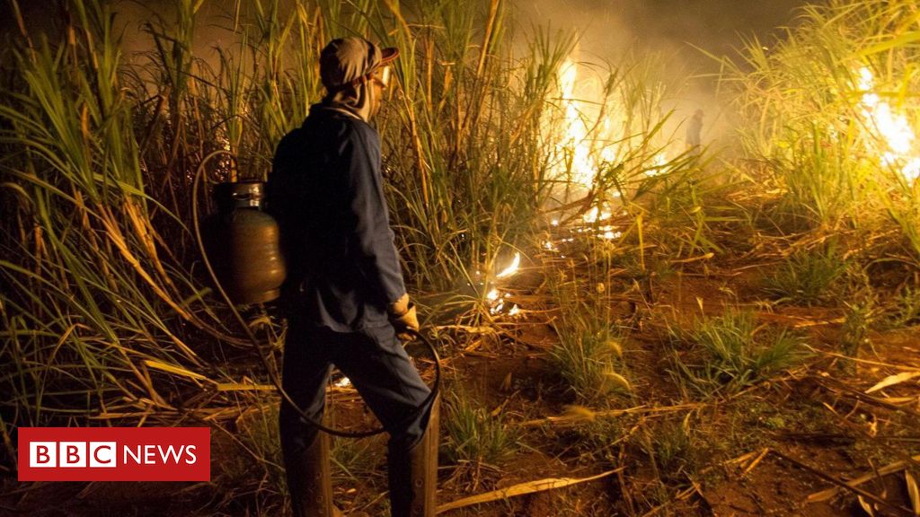 Por que queima de canaviais ainda é permitida no país, apesar dos incêndios?