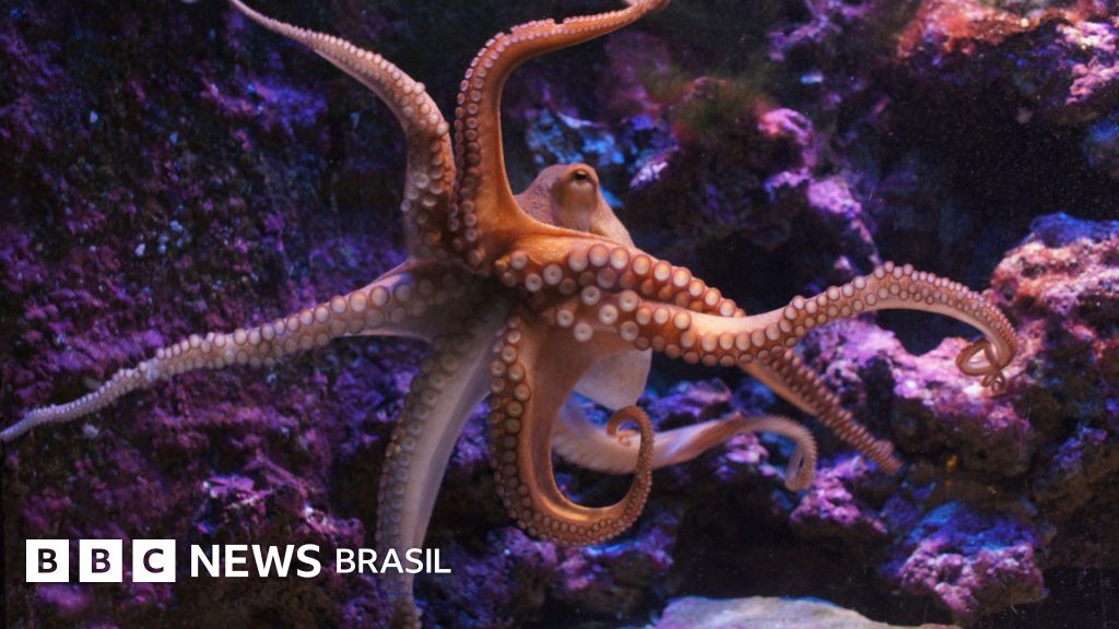 Os animais têm consciência?