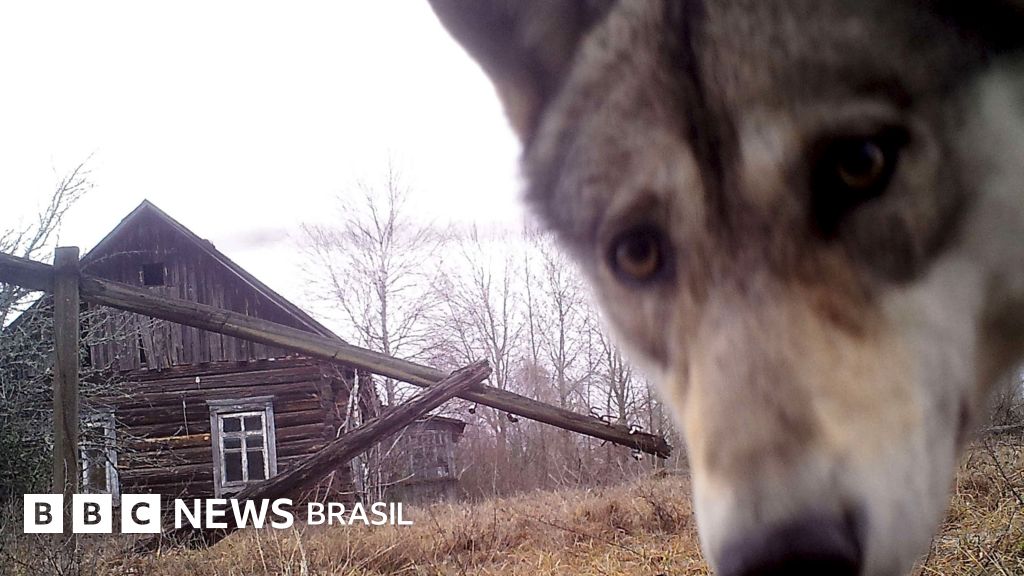 Como zonas proibidas de Chernobyl e entre as Coreias se tornaram paraíso da vida selvagem