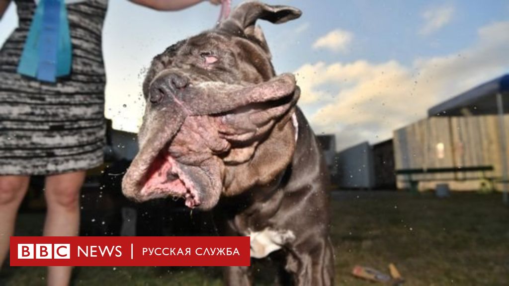 Конкурс "Самая некрасивая собака" выиграл неаполитанский мастиф - BBC News Русская служба
