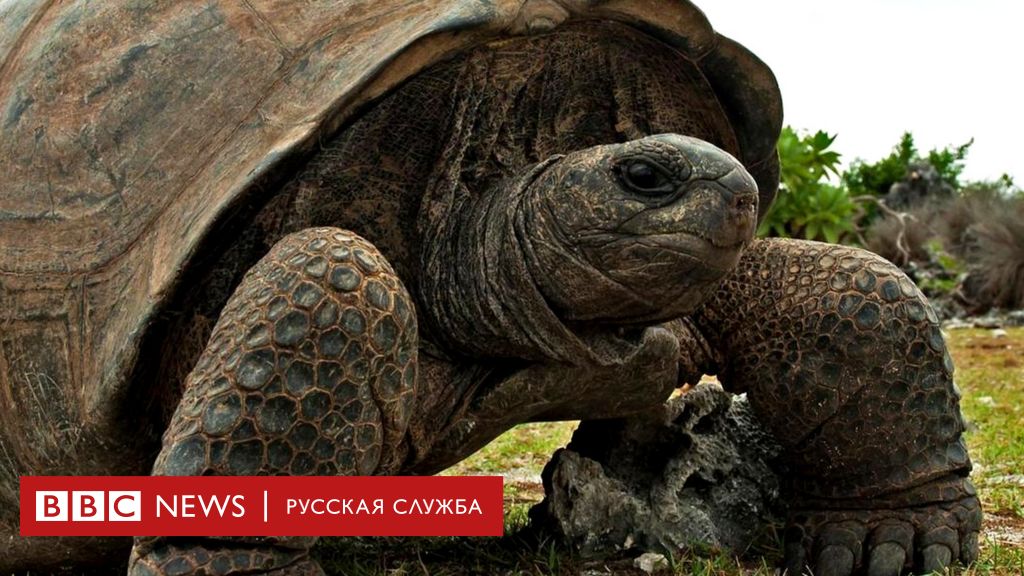 Самая Большая Черепаха Фото