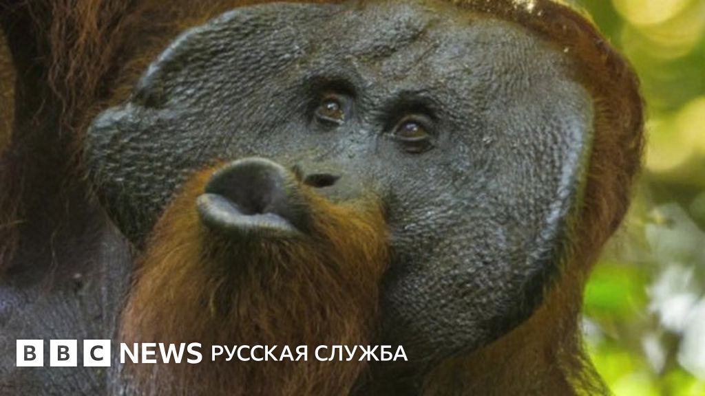 Орангутанги говорят на языке "воздушного поцелуя" - BBC News Русская служба