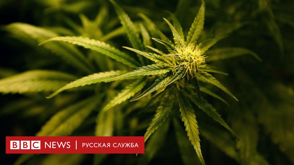 украина ответственность за марихуану