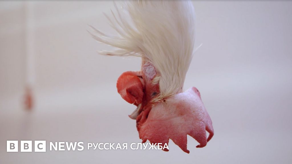 Сможет ли планета справиться с нашим растущим аппетитом к мясу? Как ...