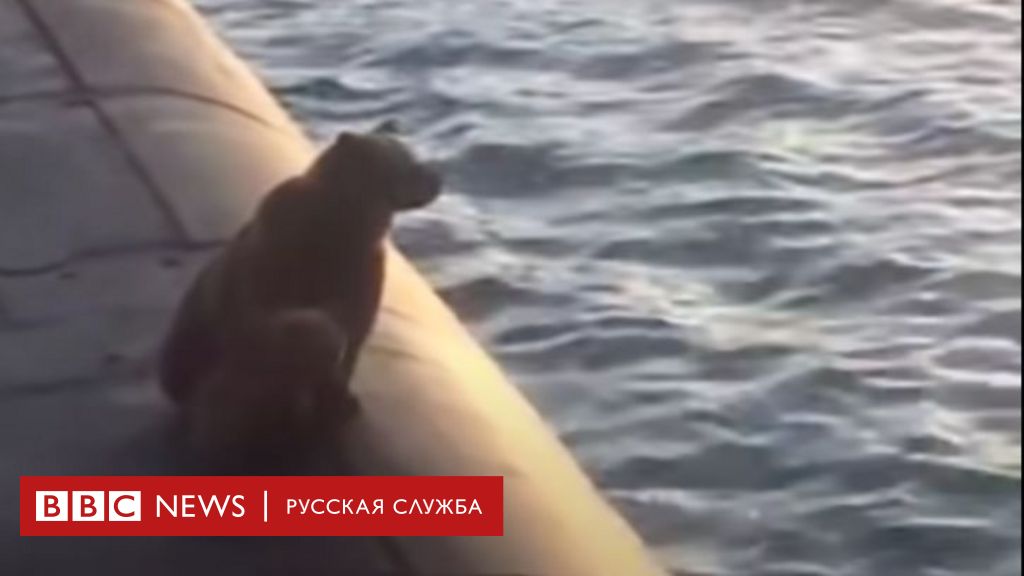 На камчатке застрелили забравшихся на подлодку медведицу с медвежонком - bbc news русская служба