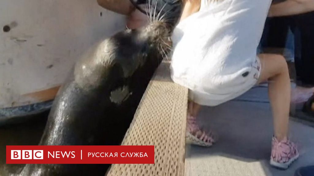 Девушку утащила в море в сочи. Девочку утащил морской котик. Морской Лев утащил девочку в воду. Морской котик стащил девочку в воду. Тюлень утащил девушку в воду