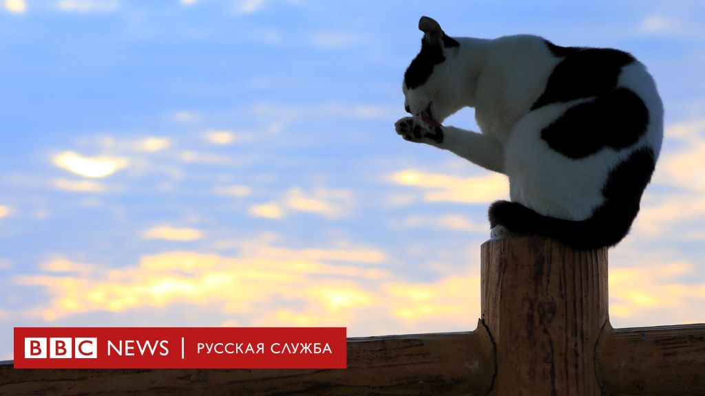 Почему кошки живут сами по себе, а не в стае? - BBC News Русская служба