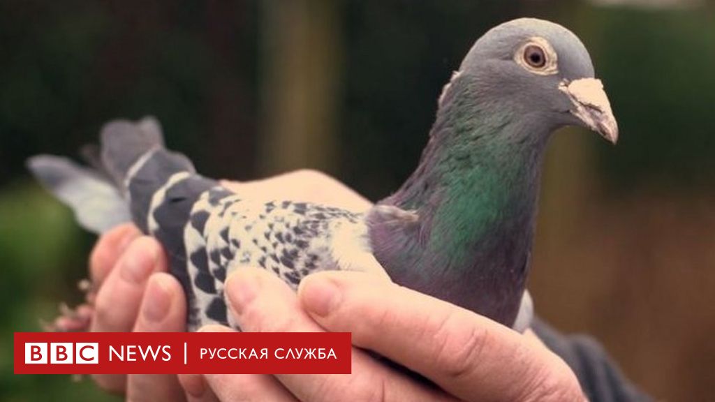 Голубь Армандо продан на аукционе за 1,25 млн евро - BBC News Русская служба
