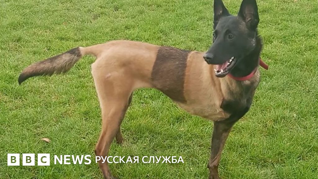 Полицейская собака, потерявшая ногу, нашла новый дом - BBC News Русская ...