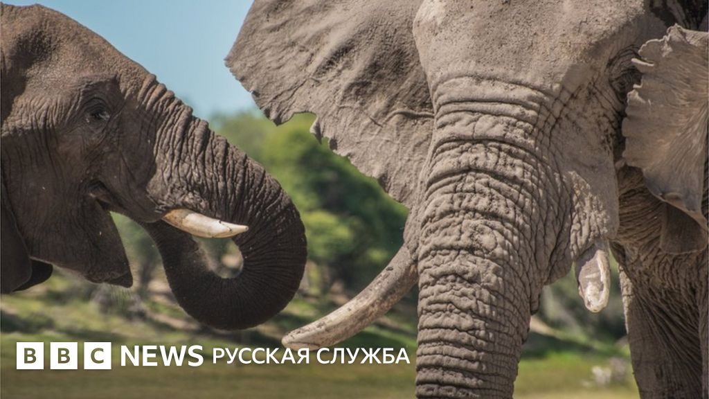 Разгадана тайна гибели сотен слонов в Ботсване - BBC News Русская служба