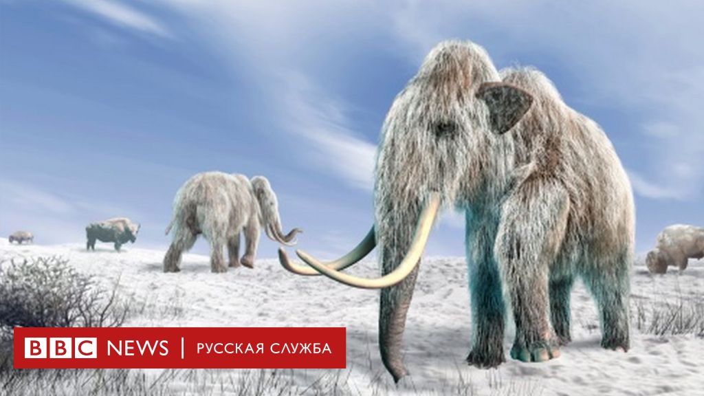 Оживить мамонтов. Ученые из США пытаются вернуть на Землю животных,  вымерших тысячи лет назад - BBC News Русская служба