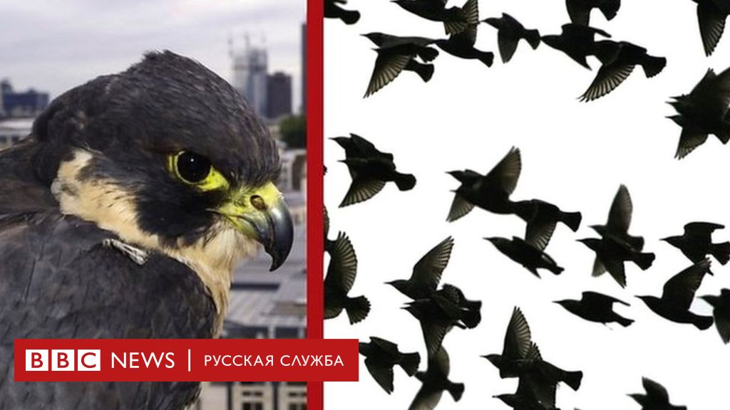 Русские Птицы Фото