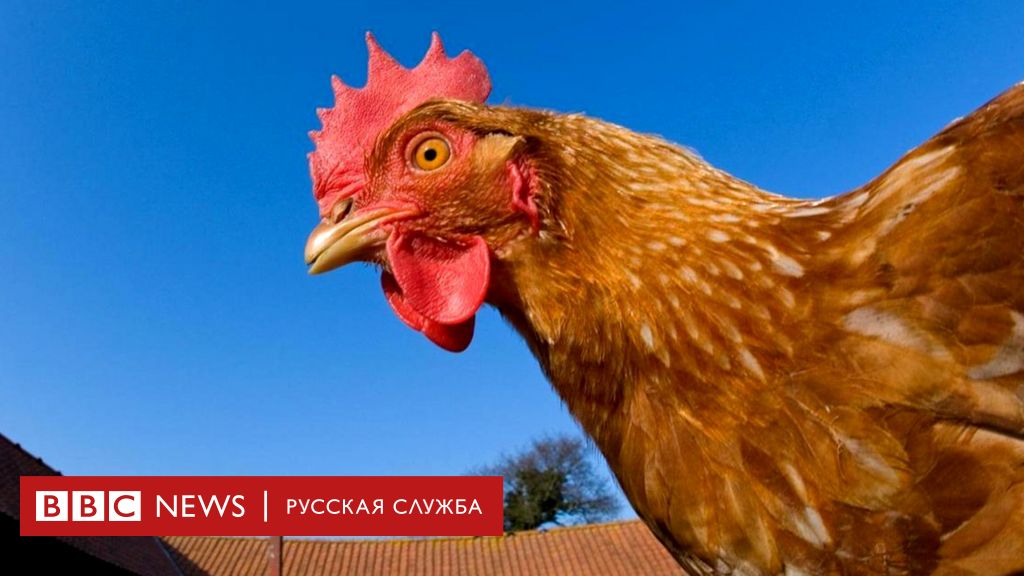 Ответы belgorod-spravochnaja.ru: Очень давно интересует этот вопрос про куриц,никто вразумительно ответить не может)