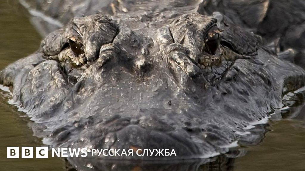 В заповеднике во Флориде замечен гигантский аллигатор - BBC News ...