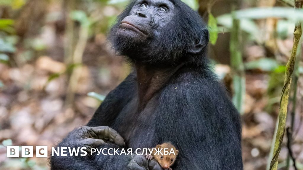 Эта обезьяна действительно завела себе ручного мангуста? Лучшие снимки ...